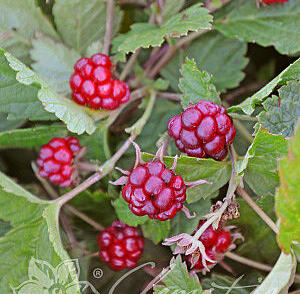 Ostružiník arktický 'Tarja'