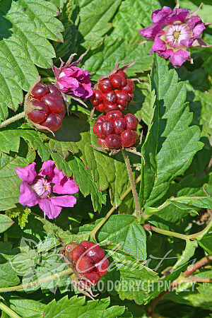 Ostružiník arktický 'Marika' - Rubus arcticus 'Marika'