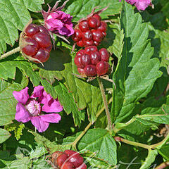 Ostružiník arktický 'Marika' - Rubus arcticus 'Marika'