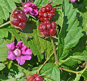 Ostružiník arktický 'Marika' - Rubus arcticus 'Marika'