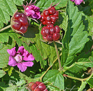 Ostružiník arktický 'Marika'