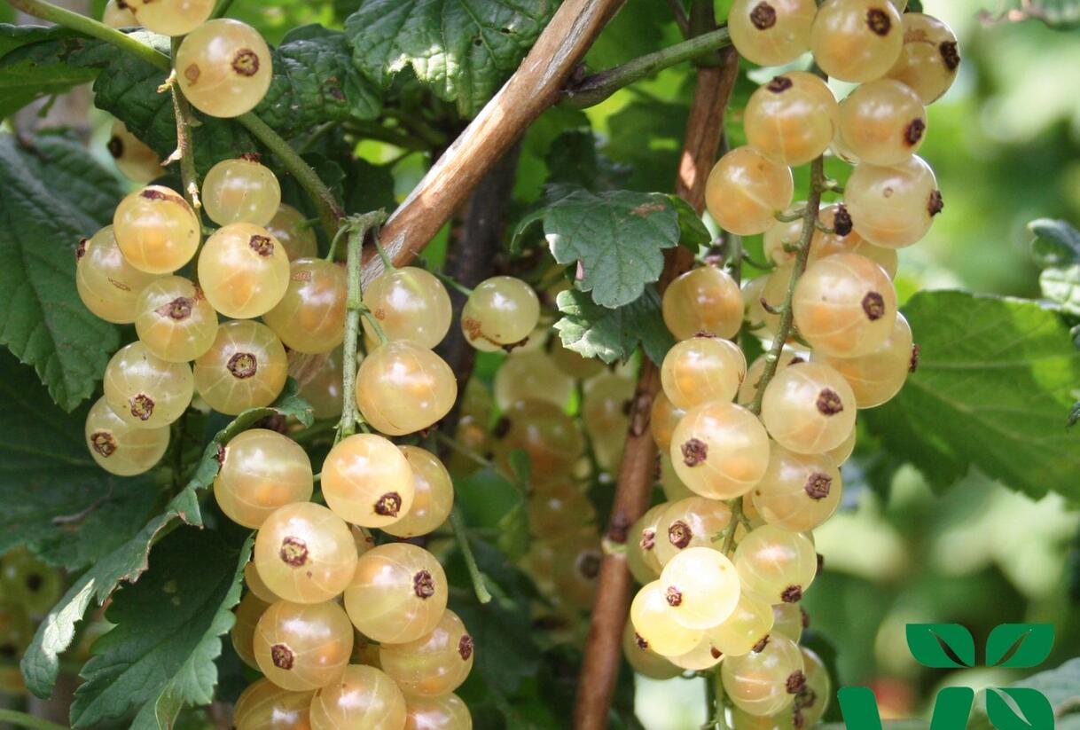Rybíz bílý 'Summer Pearls White' - Ribes album 'Summer Pearls White'