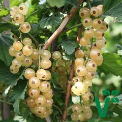 Rybíz bílý 'Summer Pearls White' - Ribes rubrum 'Summer Pearls White'