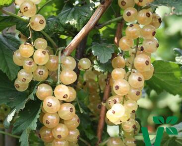 Rybíz bílý 'Summer Pearls White'