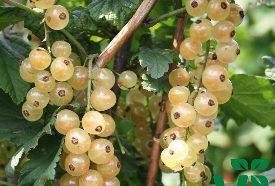 Rybíz bílý 'Summer Pearls White' - Ribes album 'Summer Pearls White'