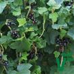 Rybíz černý 'Summer Pearls Black' - Ribes nigrum 'Summer Pearls Black'