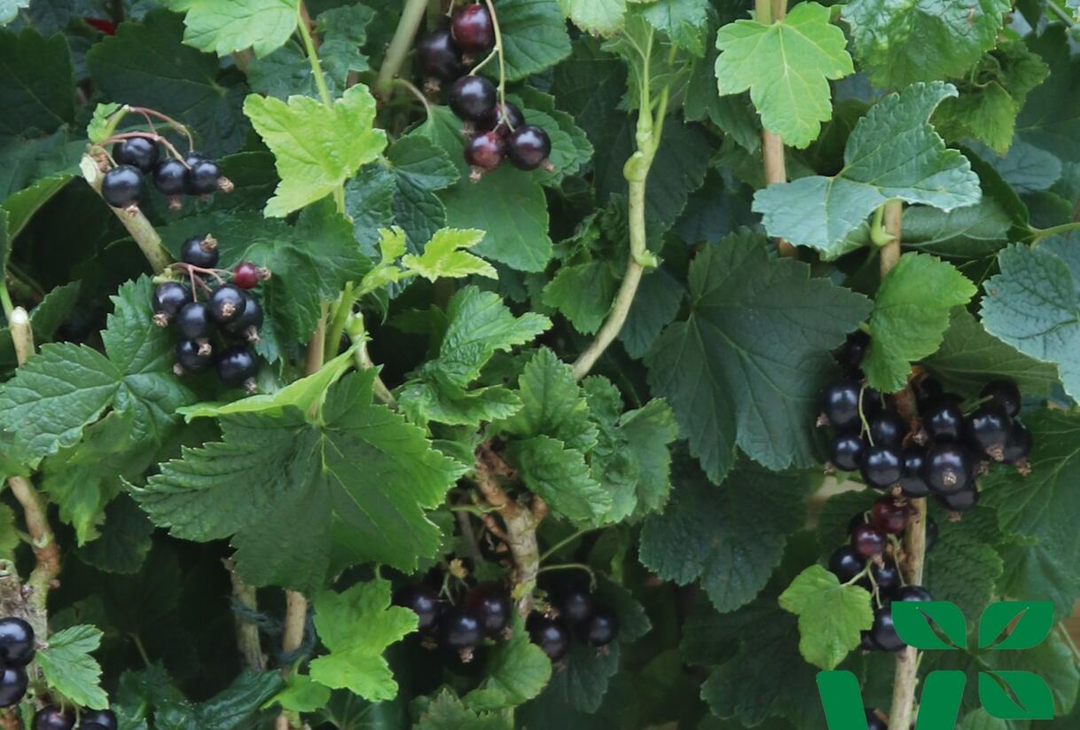 Rybíz černý 'Summer Pearls Black' - Ribes nigrum 'Summer Pearls Black'