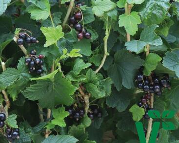 Rybíz černý 'Summer Pearls Black'