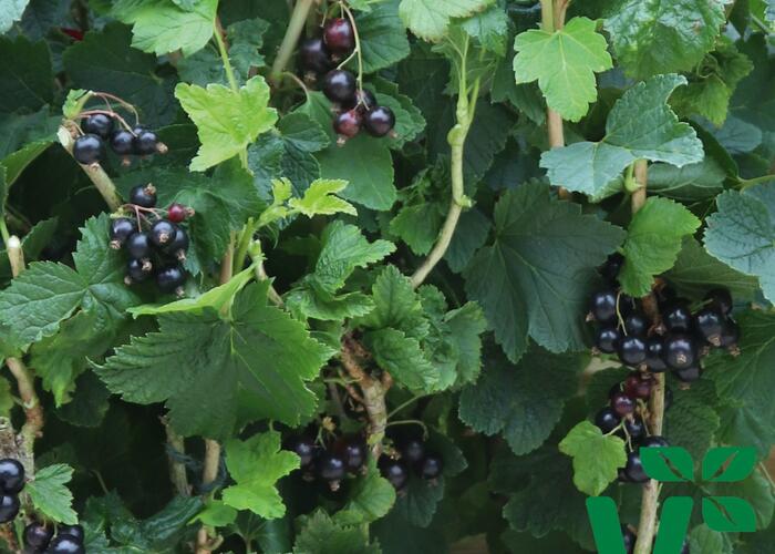 Rybíz černý 'Summer Pearls Black' - Ribes nigrum 'Summer Pearls Black'