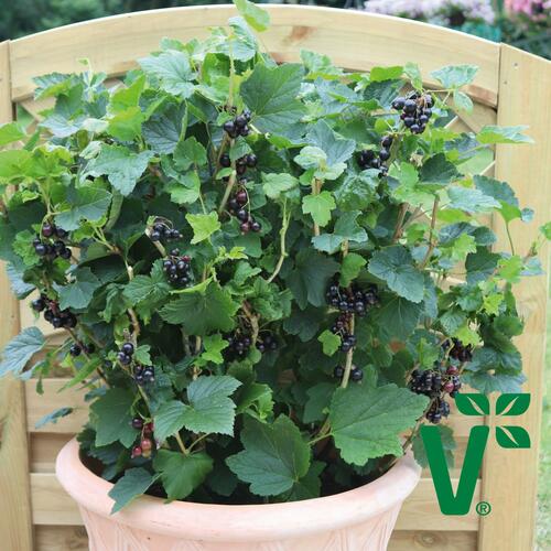 Rybíz černý 'Summer Pearls Patio Black' - Ribes nigrum 'Summer Pearls Patio Black'