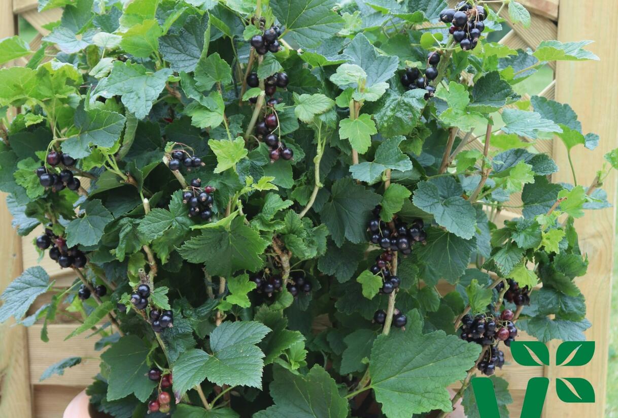 Rybíz černý 'Summer Pearls Patio Black' - Ribes nigrum 'Summer Pearls Patio Black'