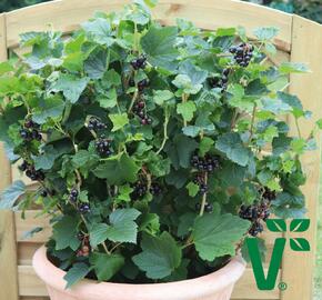 Rybíz černý 'Summer Pearls Patio Black' - Ribes nigrum 'Summer Pearls Patio Black'