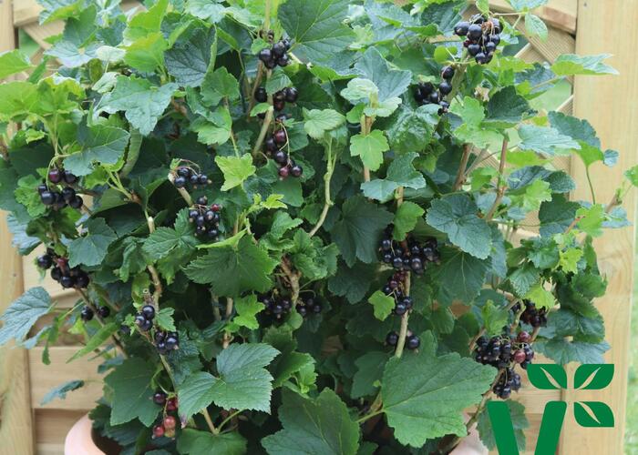 Rybíz černý 'Summer Pearls Patio Black' - Ribes nigrum 'Summer Pearls Patio Black'