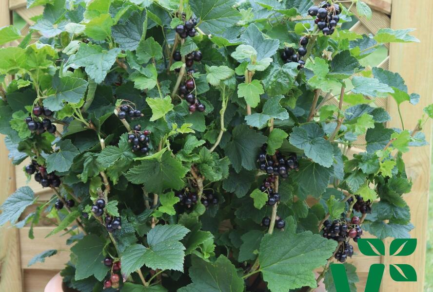 Rybíz černý 'Summer Pearls Patio Black' - Ribes nigrum 'Summer Pearls Patio Black'
