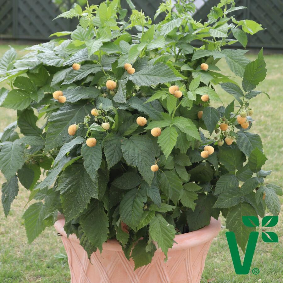 Maliník 'Summer Lovers Patio Gold' - Rubus idaeus 'Summer Lovers Patio Gold'