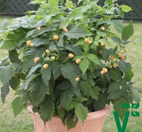 Maliník 'Summer Lovers Patio Gold' - Rubus idaeus 'Summer Lovers Patio Gold'