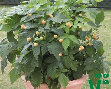 Maliník velkoplodý 'Summer Lovers Patio Gold'