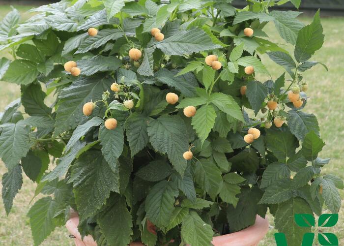 Maliník 'Summer Lovers Patio Gold' - Rubus idaeus 'Summer Lovers Patio Gold'
