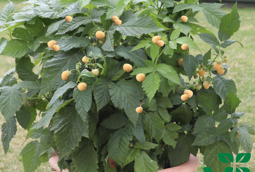 Maliník velkoplodý 'Summer Lovers Patio Gold' - Rubus idaeus 'Summer Lovers Patio Gold'
