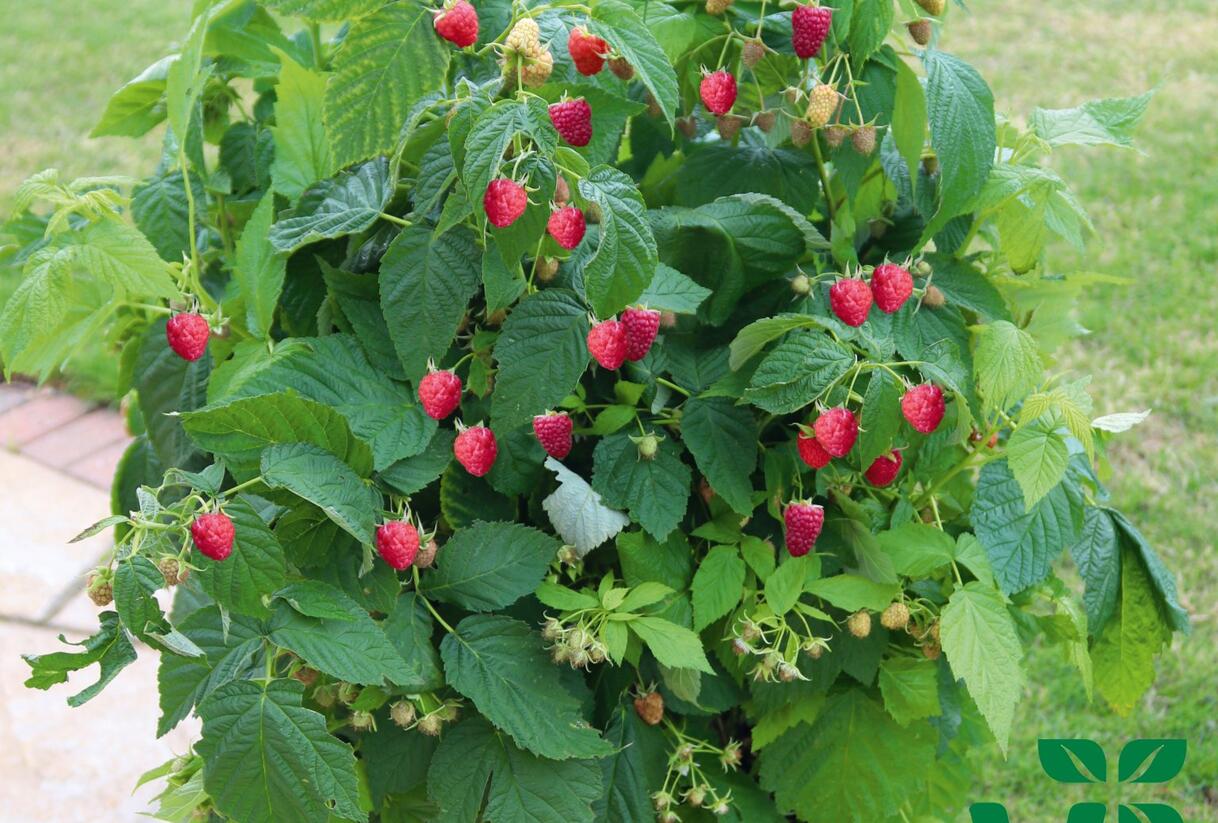 Maliník velkoplodý 'Summer Lovers Patio Red' - Rubus idaeus 'Summer Lovers Patio Red'
