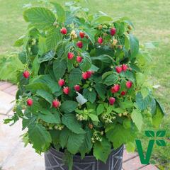 ostruink malink Summer Lovers Patio Red - Rubus idaeus Summer Lovers Patio Red