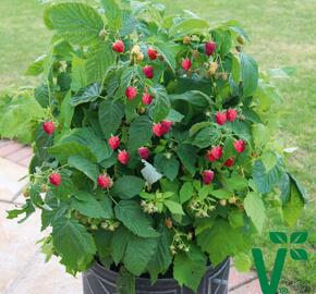 Maliník 'Summer Lovers Patio Red' - Rubus idaeus 'Summer Lovers Patio Red'