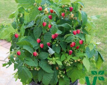 Maliník velkoplodý 'Summer Lovers Patio Red'