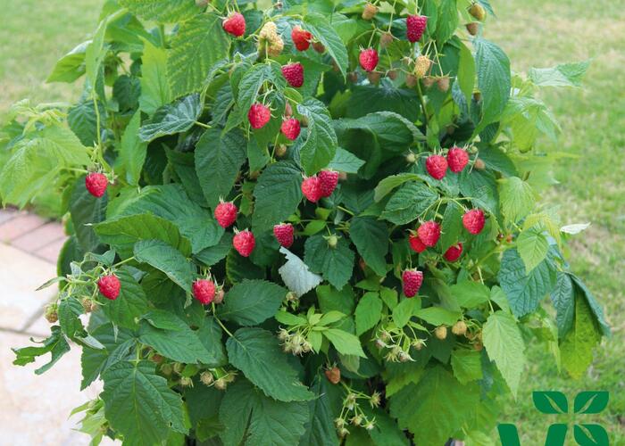 Maliník 'Summer Lovers Patio Red' - Rubus idaeus 'Summer Lovers Patio Red'