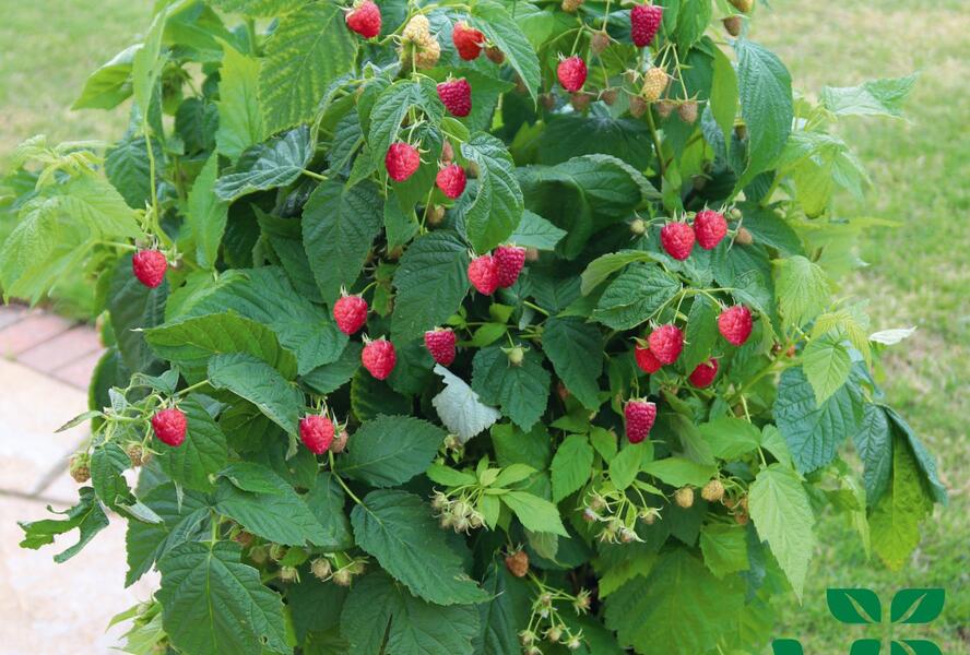 Maliník velkoplodý 'Summer Lovers Patio Red' - Rubus idaeus 'Summer Lovers Patio Red'