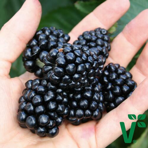Ostružiník beztrnný 'Coolaris Late' - Rubus fruticosus 'Coolaris Late'