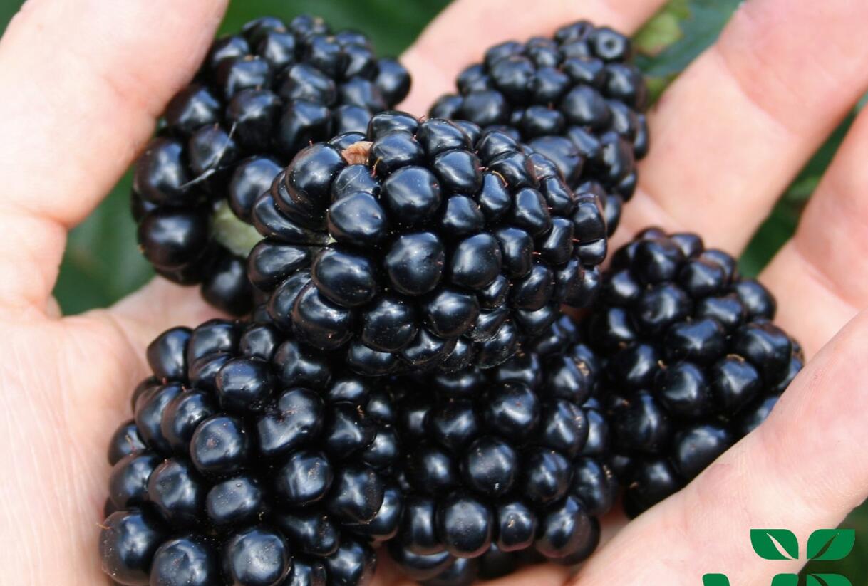 Ostružiník beztrnný 'Coolaris Late' - Rubus fruticosus 'Coolaris Late'