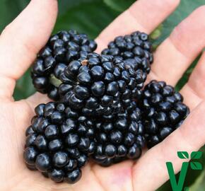 Ostružiník beztrnný 'Coolaris Late' - Rubus fruticosus 'Coolaris Late'