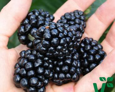 Ostružiník beztrnný 'Coolaris Late'