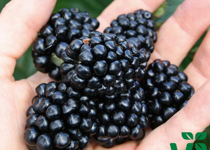 Ostružiník 'Coolaris Late' - Rubus fruticosus 'Coolaris Late'
