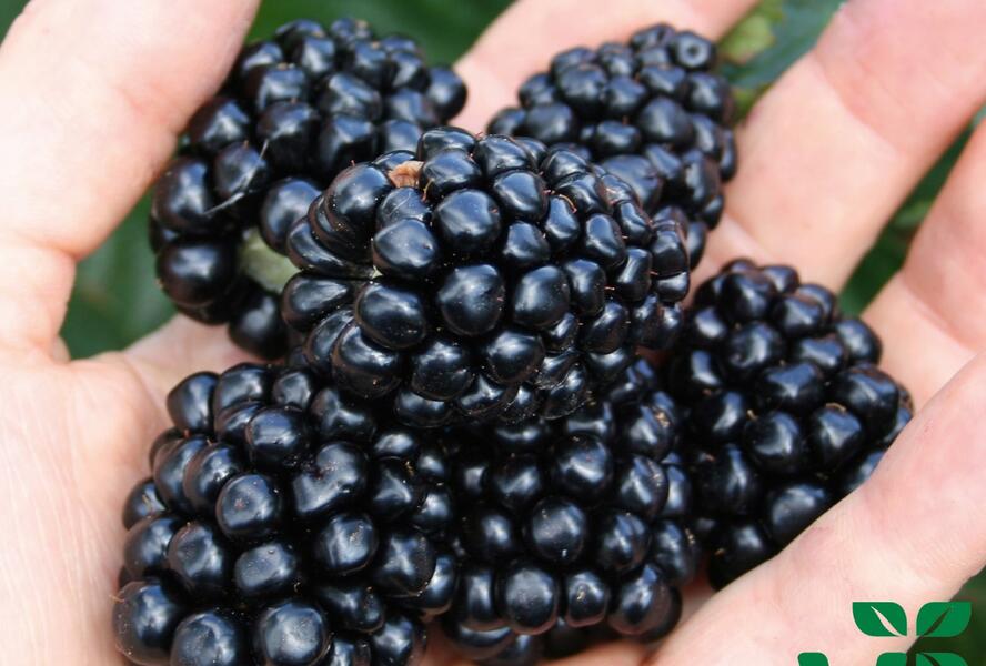 Ostružiník beztrnný 'Coolaris Late' - Rubus fruticosus 'Coolaris Late'