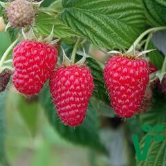 Maliník 'Summer Lovers Late' - Rubus idaeus 'Summer Lovers Late'