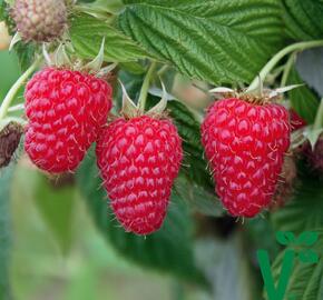 Maliník 'Summer Lovers Late' - Rubus idaeus 'Summer Lovers Late'