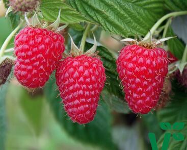 Maliník velkoplodý 'Summer Lovers Late'