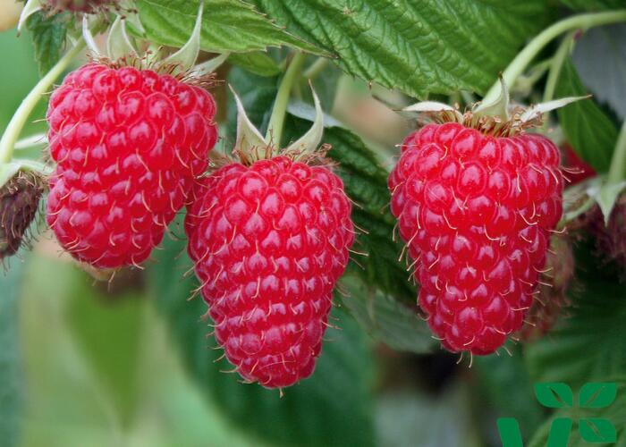 Maliník 'Summer Lovers Late' - Rubus idaeus 'Summer Lovers Late'