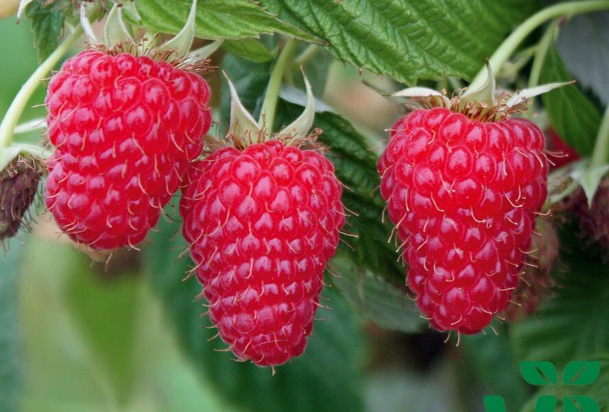 Maliník velkoplodý 'Summer Lovers Late' - Rubus idaeus 'Summer Lovers Late'