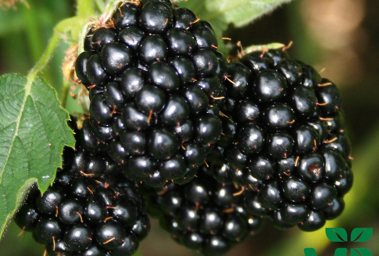 Ostružiník beztrnný 'Coolaris Early' - Rubus fruticosus 'Coolaris Early'