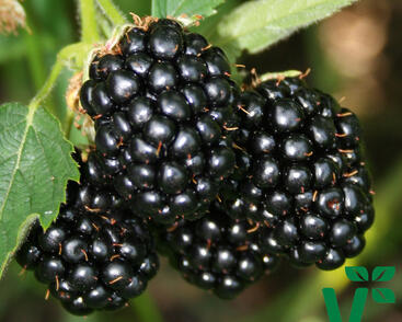 Ostružiník beztrnný 'Coolaris Early'