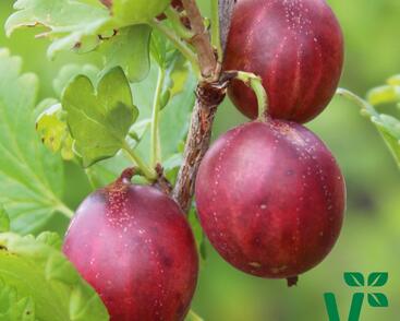 Angrešt červený 'Giggles Red'