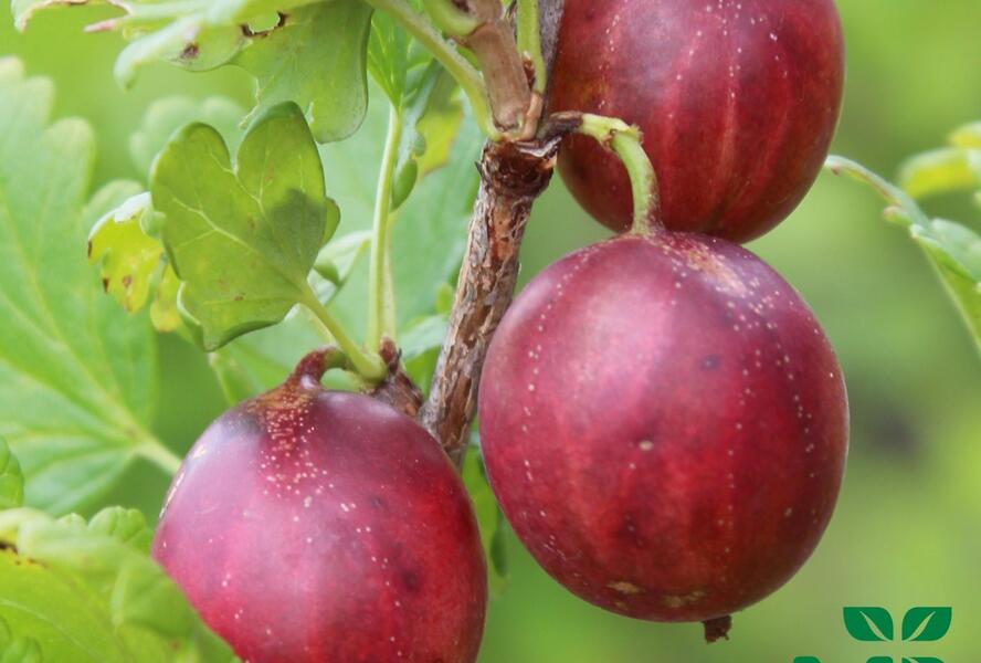 Angrešt červený 'Giggles Red' - Grossularia uva-crispa 'Giggles Red'