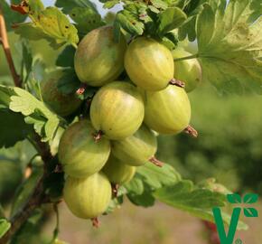 Angrešt zelený 'Giggles Green' - Grossularia uva-crispa 'Giggles Green'