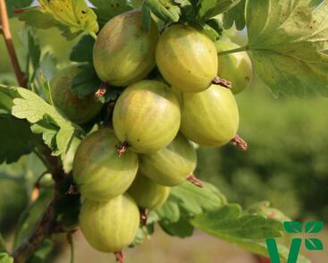 Angrešt zelený 'Giggles Green'