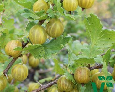 Angrešt žlutý 'Giggles Gold'