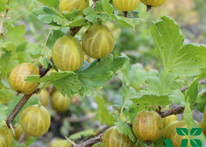 Angrešt žlutý 'Giggles Gold' - Grossularia uva crispa 'Giggles Gold'
