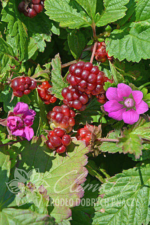 Ostružiník arktický 'Mespi' - Rubus arcticus 'Mespi'