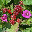 Ostružiník arktický 'Mespi' - Rubus arcticus 'Mespi'